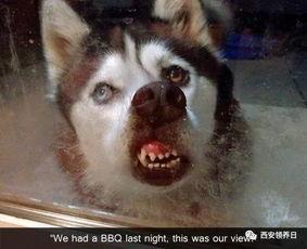 爆料二哈视频大全下载免费,免费下载爆笑视频大全